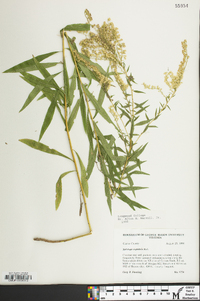 Solidago rupestris image