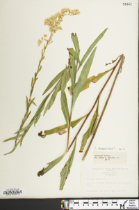 Solidago sempervirens image