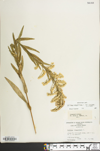 Solidago sempervirens image