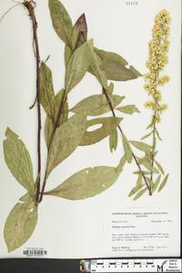 Solidago speciosa image