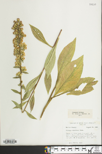 Solidago squarrosa image