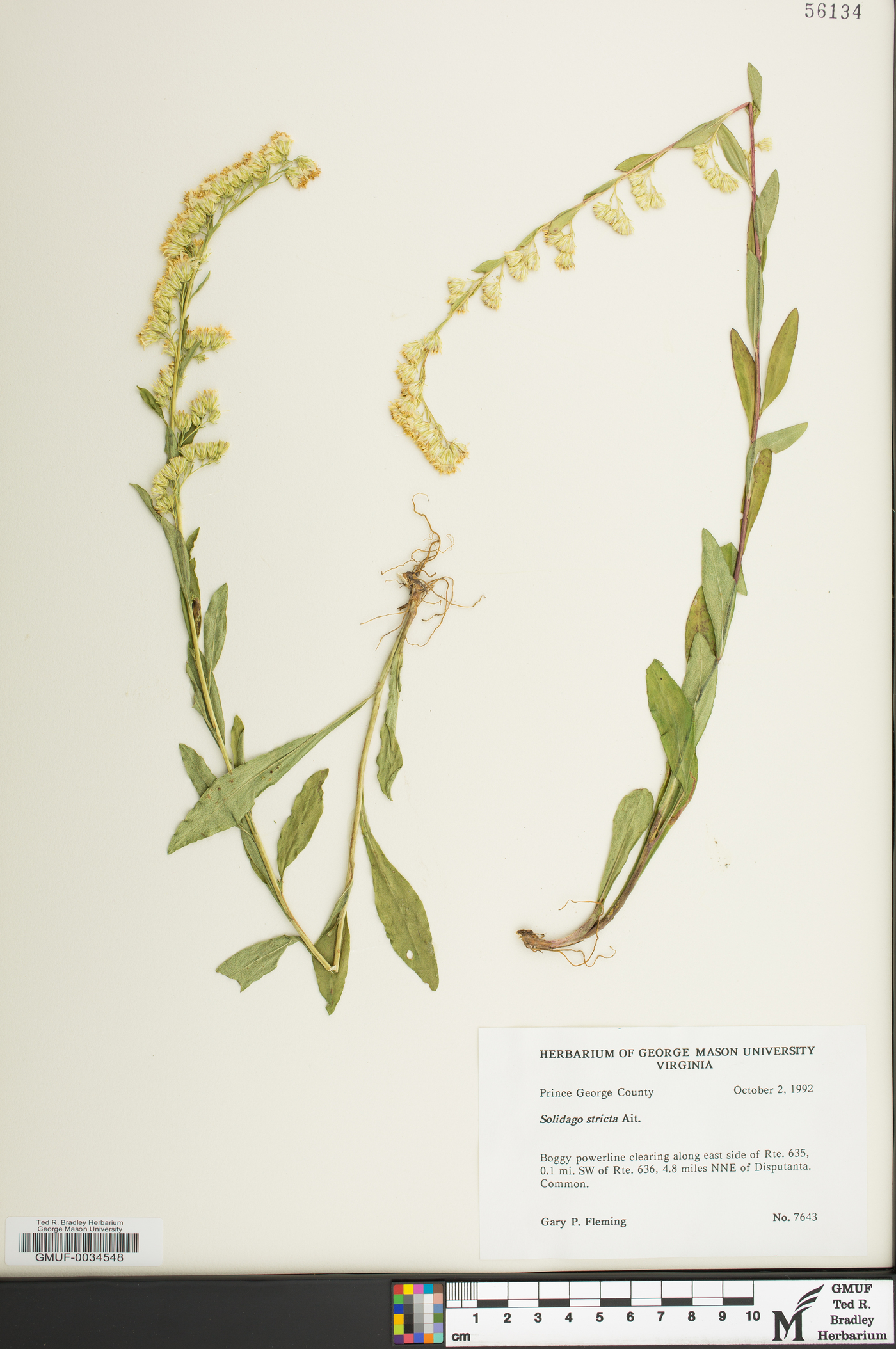 Solidago gracillima image