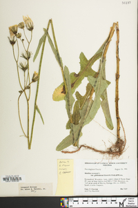 Sonchus arvensis image