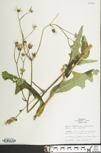 Sonchus arvensis image