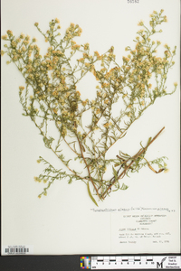 Symphyotrichum pilosum var. pilosum image