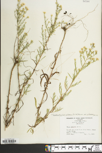 Symphyotrichum pilosum var. pilosum image