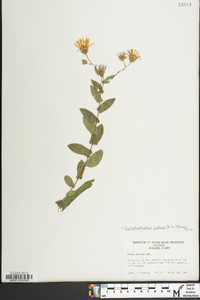 Symphyotrichum patens image