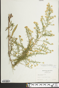 Symphyotrichum pilosum var. pilosum image