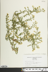 Symphyotrichum pilosum var. pilosum image