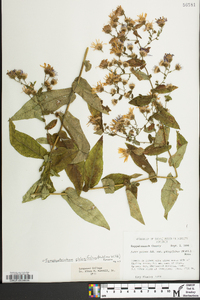 Symphyotrichum phlogifolium image