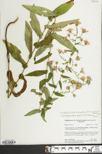 Symphyotrichum phlogifolium image