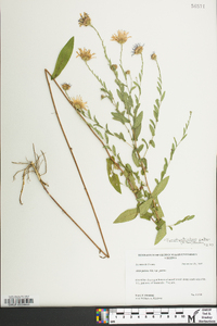 Symphyotrichum patens image