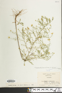 Symphyotrichum pilosum var. pringlei image