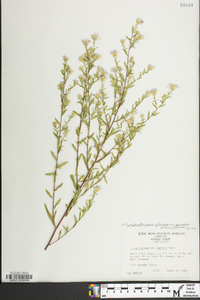 Symphyotrichum pilosum var. pringlei image