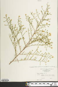 Symphyotrichum pilosum var. pringlei image