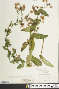 Symphyotrichum phlogifolium image