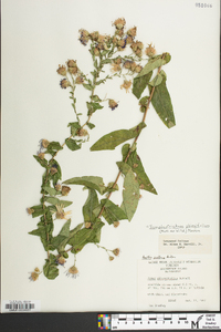 Symphyotrichum phlogifolium image