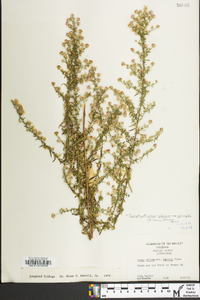 Symphyotrichum pilosum var. pringlei image