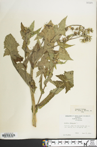 Sonchus oleraceus image