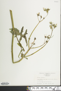 Sonchus oleraceus image