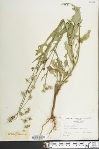 Sonchus oleraceus image