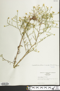 Symphyotrichum pilosum var. pringlei image