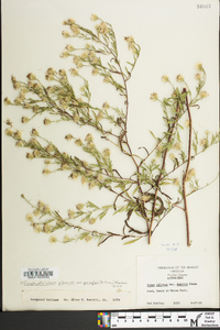 Symphyotrichum pilosum var. pringlei image