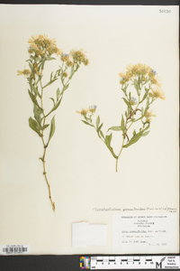 Symphyotrichum prenanthoides image