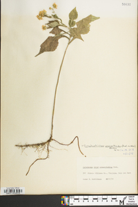 Symphyotrichum prenanthoides image