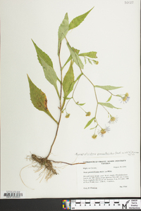 Symphyotrichum prenanthoides image