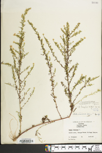 Symphyotrichum racemosum image