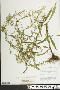 Symphyotrichum racemosum image