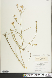 Symphyotrichum tenuifolium image