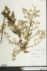 Symphyotrichum undulatum image