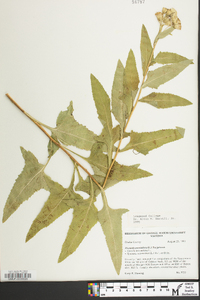 Hasteola suaveolens image