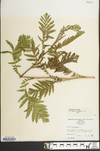 Tanacetum vulgare image