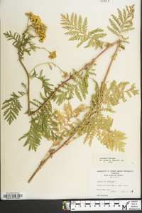 Tanacetum vulgare image