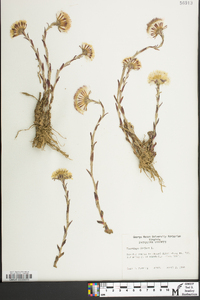 Tussilago farfara image