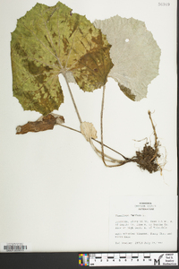Tussilago farfara image
