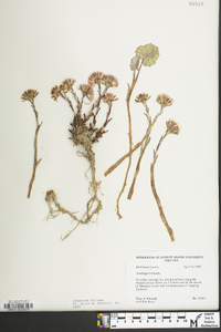 Tussilago farfara image