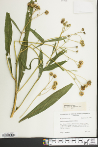 Verbesina alternifolia image