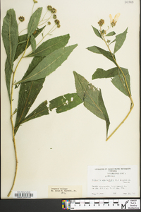 Verbesina alternifolia image