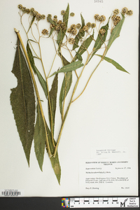 Verbesina alternifolia image