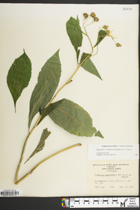 Verbesina alternifolia image