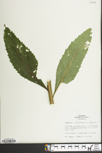 Verbesina alternifolia image