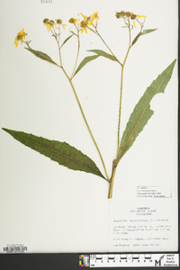 Verbesina alternifolia image