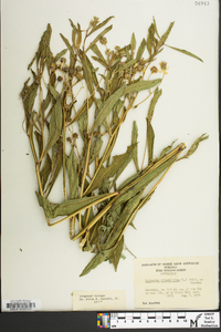 Verbesina alternifolia image