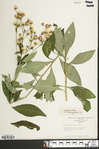 Vernonia glauca image