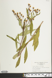 Vernonia glauca image