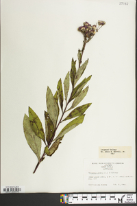 Vernonia glauca image